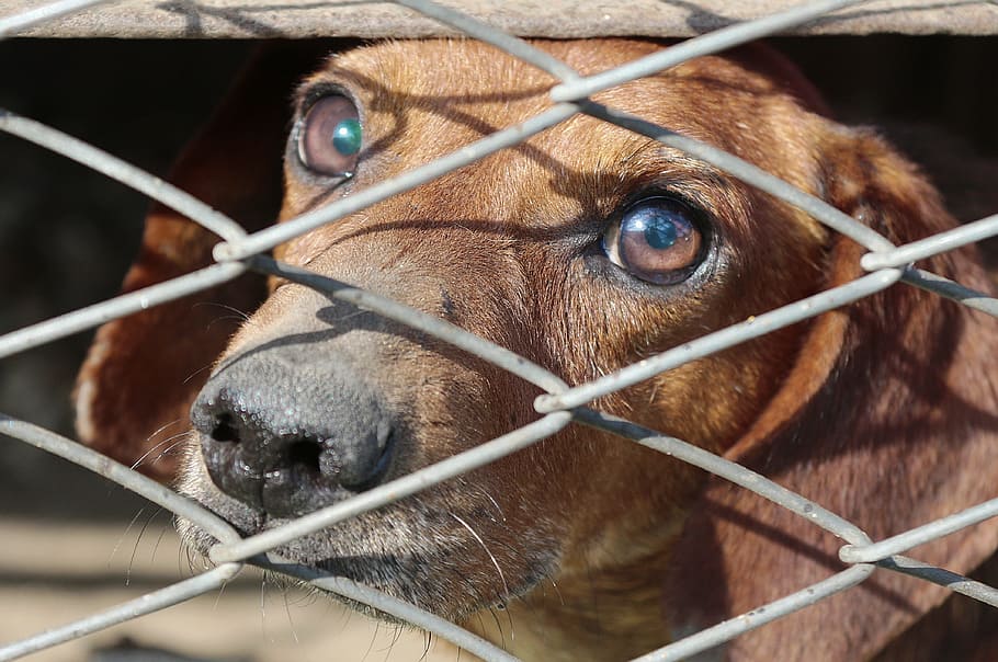 short-coated, tan, dog, inside, gray, diamond-link fence, daytime, dachshund, cage, animal