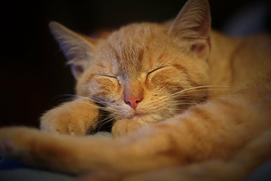 jengibre, gato, dormir, gato doméstico, animal, mascota, descanso, cara de gato, mamífero, lindo