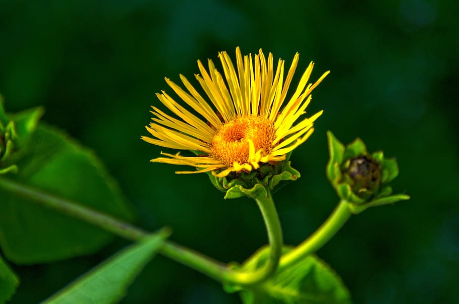 dandelion, beautiful, plant, wild flowers, yellow, summer plant, sunny, close-up, green, blooming