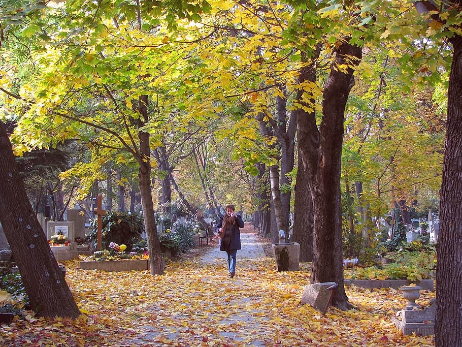 musim gugur, kuburan, kesedihan, pohon, tanaman, aktivitas rekreasi, orang sungguhan, satu orang, gaya hidup, wanita