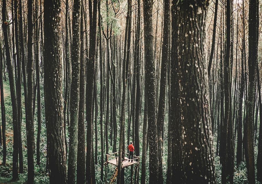 hombre, en pie, casa del árbol, medio, bosque, humano, rojo, camisa, árboles, gente