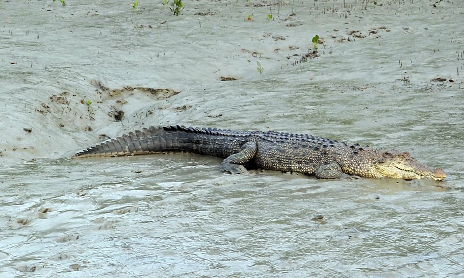 saltwater crocodile, crocodylus porosus, estuarine, indo-pacific crocodile, marine, sea-going crocodile, animal, carnivorous, sundarbans, swamp
