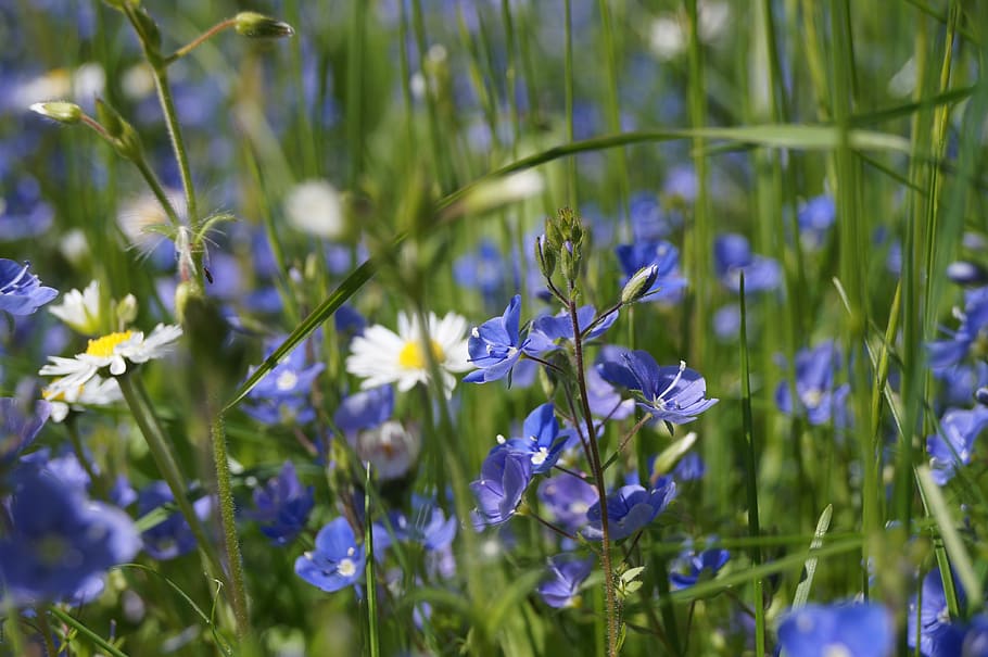 garden, bluebells, grass, nature, spring, springtime, flower, flowering plant, plant, beauty in nature