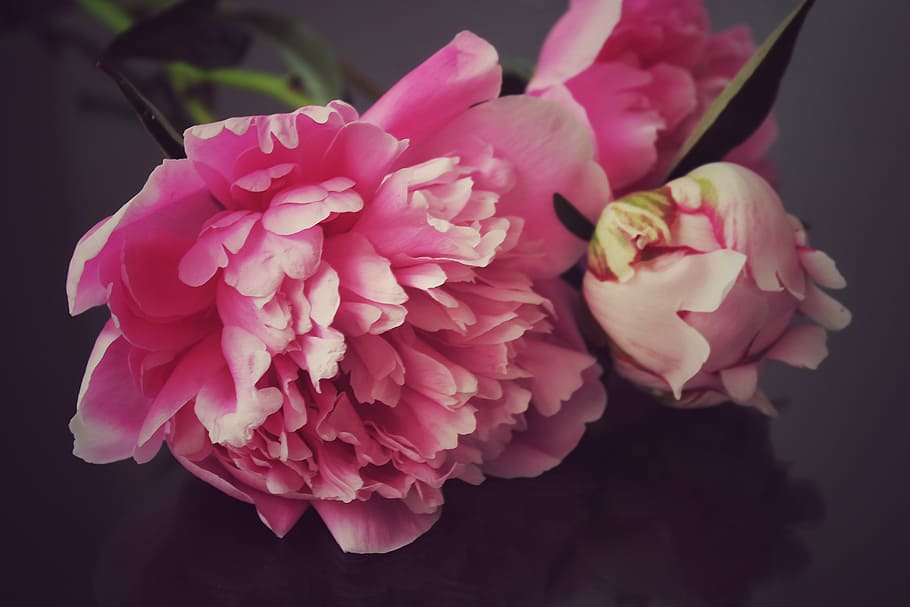 blooming pink flowers, peony, peony bouquet, flowers, black background, noble, beautiful, pink, lying, spring