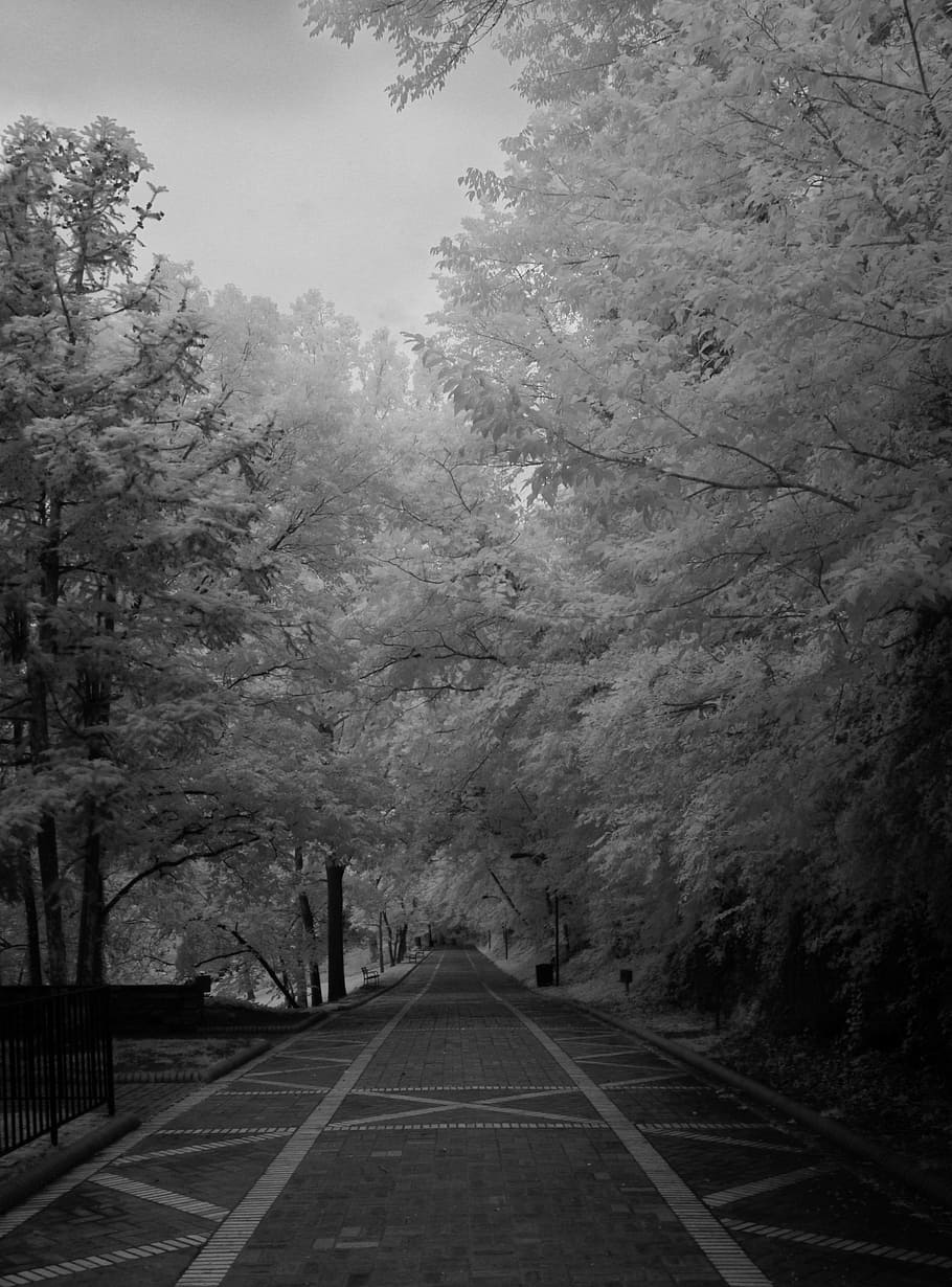infrared, black and white, brick road, time, distance, street, tree, plant, the way forward, direction