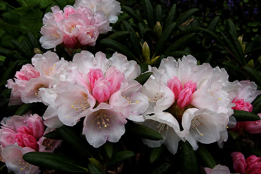 Rhododendron, Wada, pink and white flowers, flower, flowering plant, plant, fragility, vulnerability, freshness, beauty in nature