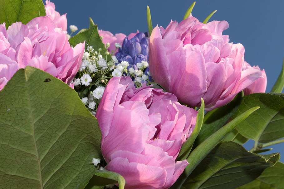 pink flowers, bouquet, double tulips, filled, tulips pink, gypsophila, hyazynte, fragrance, spring bouquet, cut flowers