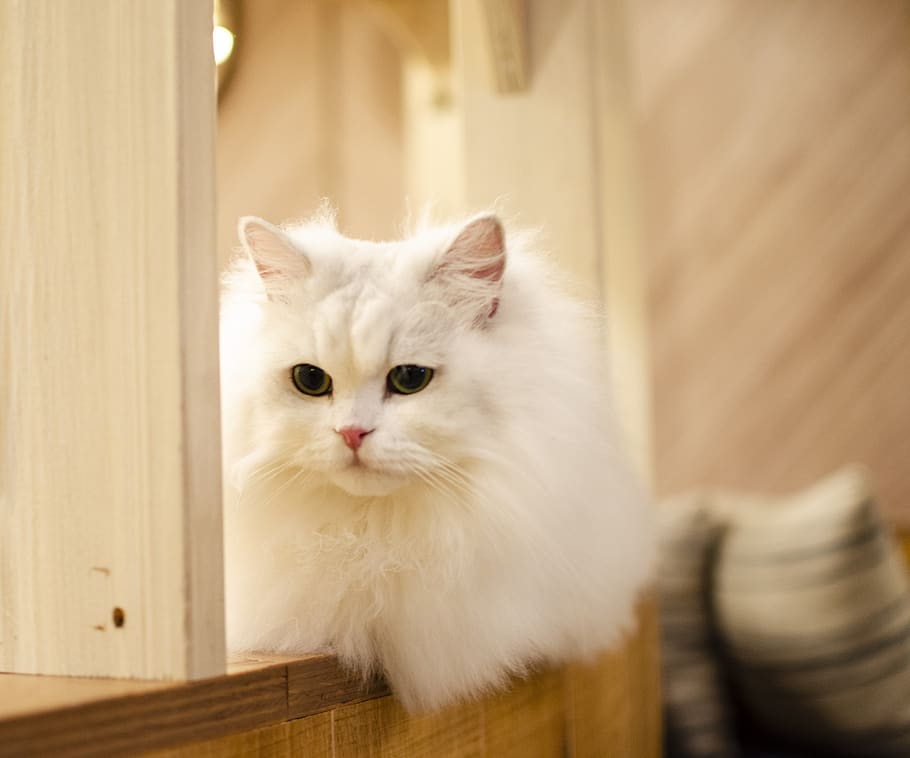 white cat, cat, kitty, fluff, fluffy cat, kitten, pet, animal, fur, feline