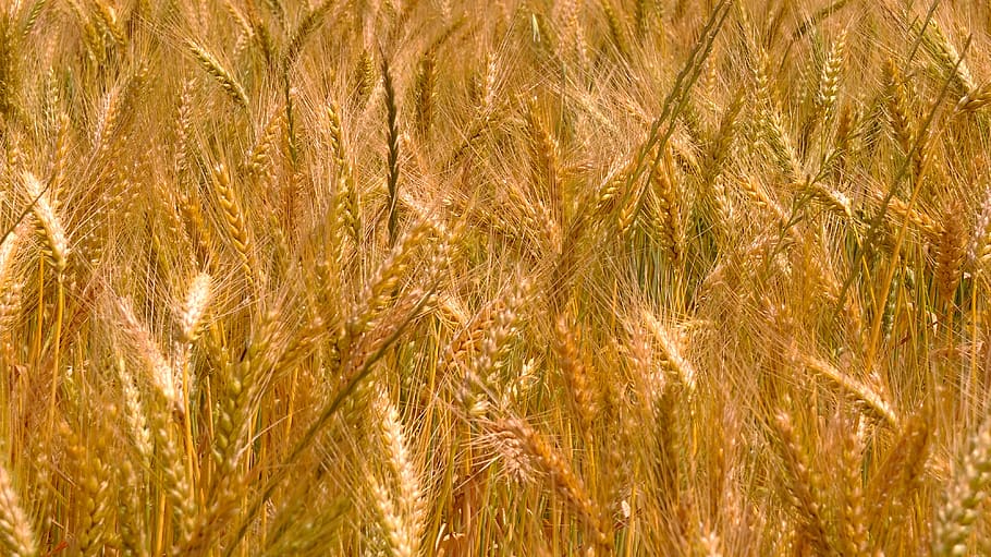 wheat, harvest, morocco, wheat fields, epi, cereals, cornfield, cultures, plant, backgrounds