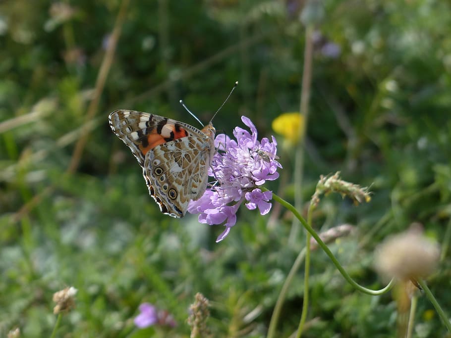 painted lady, butterfly, vanessa cardui, cynthia cardui, edelfalter, nymphalidae, animal, insect, plant, knautie