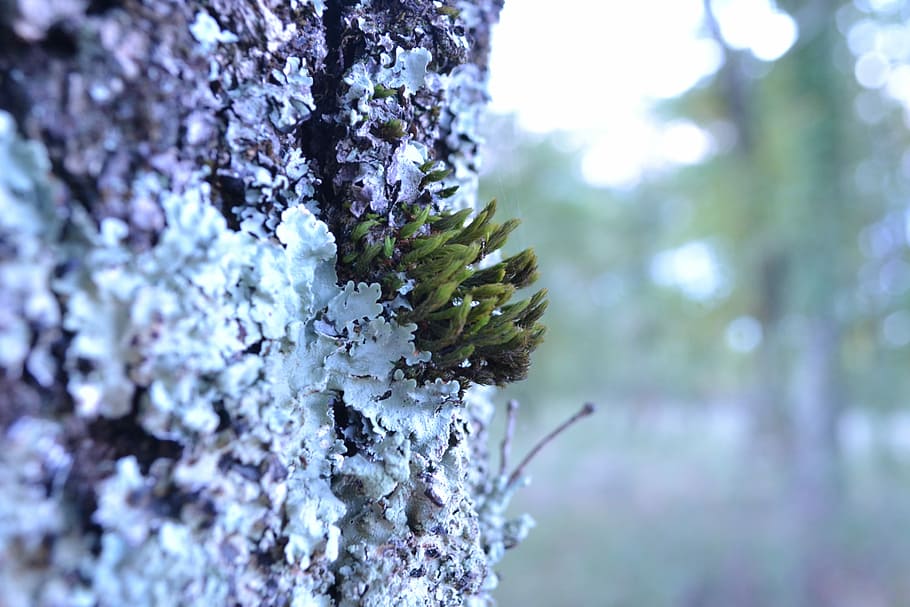 Foam, Trunk, Forest, Wood, Nature, Trees, green, lichen, bark, leaves