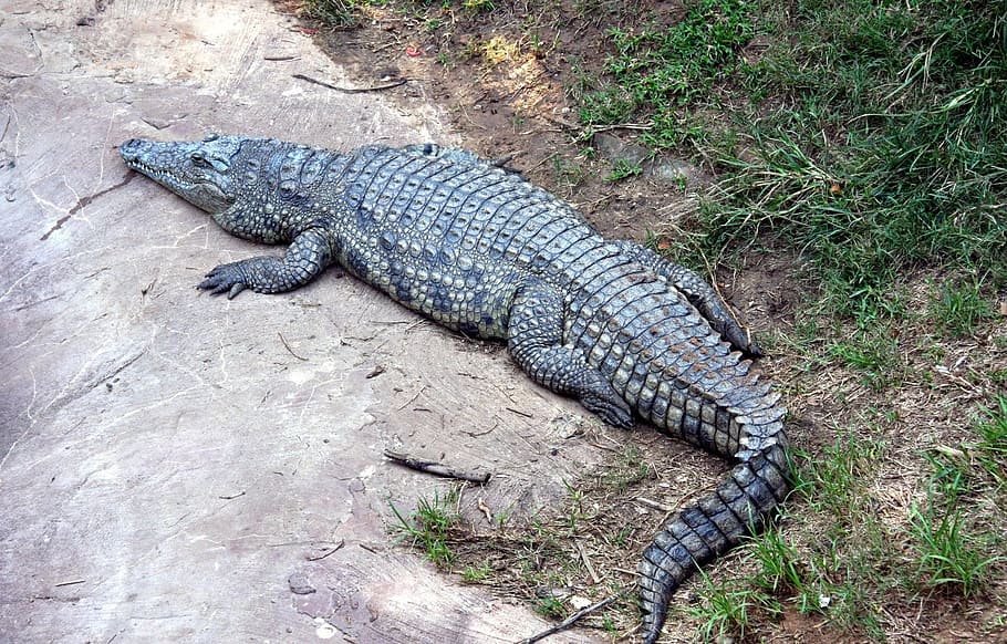 lying, grass, Alligator, Gator, Reptile, Crocodile, wildlife, dangerous, florida, creature