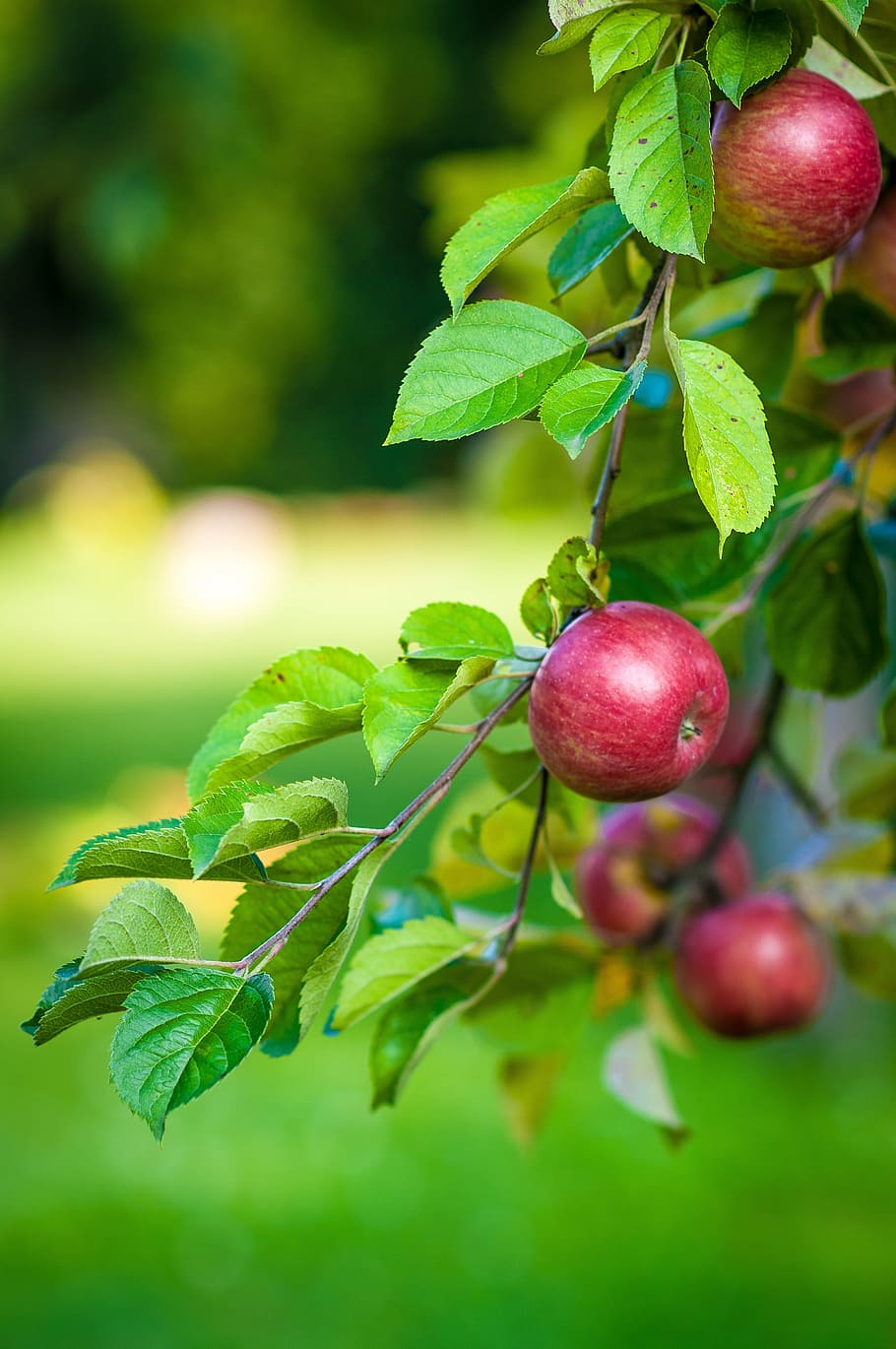 selektif, foto fokus, merah, apel, pohon, buah, makanan, cabang dengan apel, sedih, makanan dan minuman