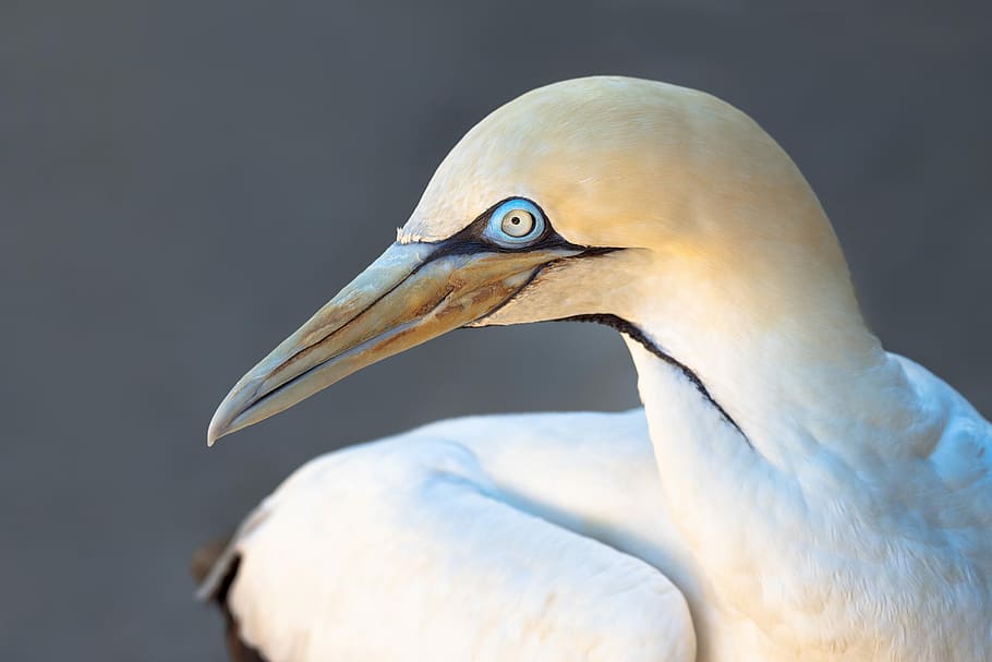white, gray, bird, cape gannet, seabird, avian, nature, animal, beak, wildlife
