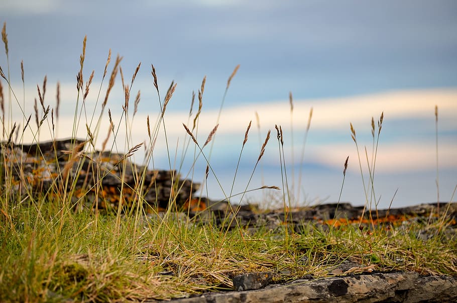 hay, sky, landscape, rock, on the edge, summer, finnmark, northern norway, norway, plant