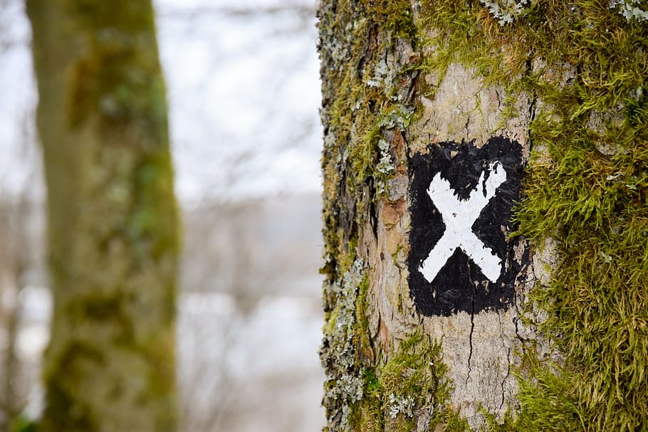 brown, tree bark, letter x signage, close, tree, trunk, x, sign, grass, nature