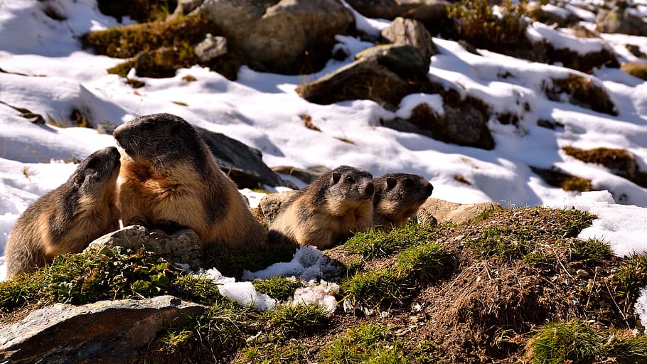 marmots, snow, nature, autumn, animals, green, first snow, mammal, animal themes, animal