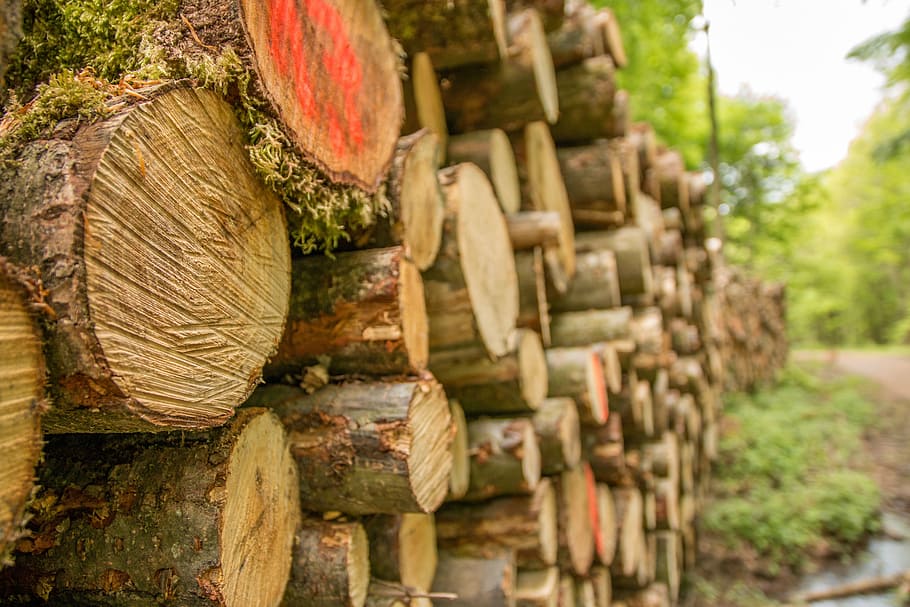 fotografia de close-up, marrom, troncos de árvores, holzstapel, cortar, serra elétrica, floresta, musgo, empilhados, silvicultura
