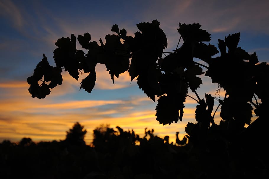 anggur, bayangan hitam, merambat, Vintage, kebun-kebun anggur, alkohol, merah, kaca, romantis, kebun anggur