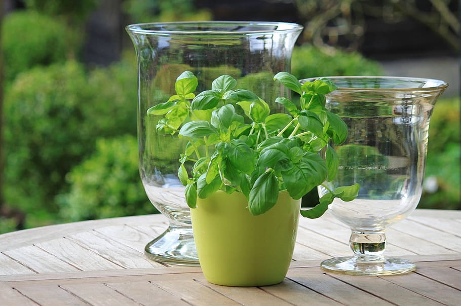 green, leaf plant, vase, basil, herbs, frisch, food, plant, healthy, pot