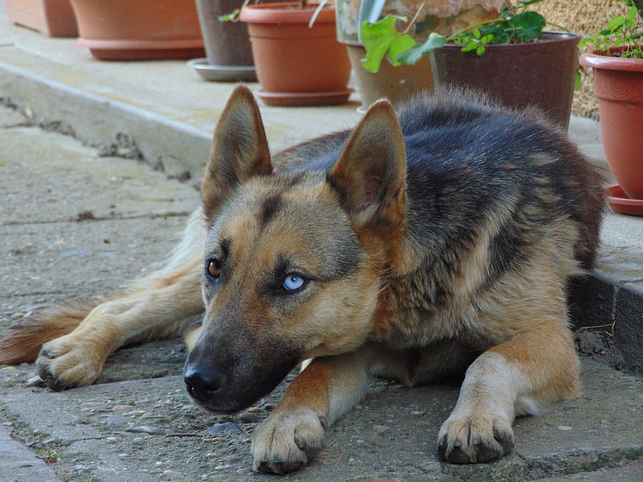 犬 ジャーマンシェパード ペット 動物 かわいい 青い目 家畜 1匹 動物テーマ 脊椎動物 Pxfuel