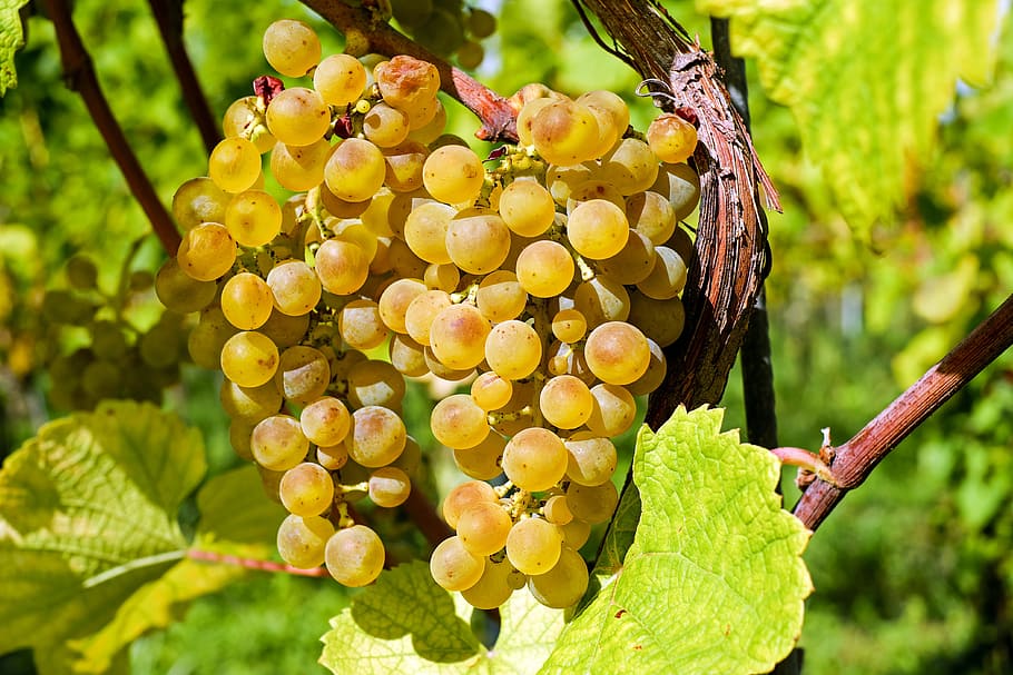 photography, yellow, grapes, fruit, gold, table grapes, healthy, grapevine, vine, vines stock
