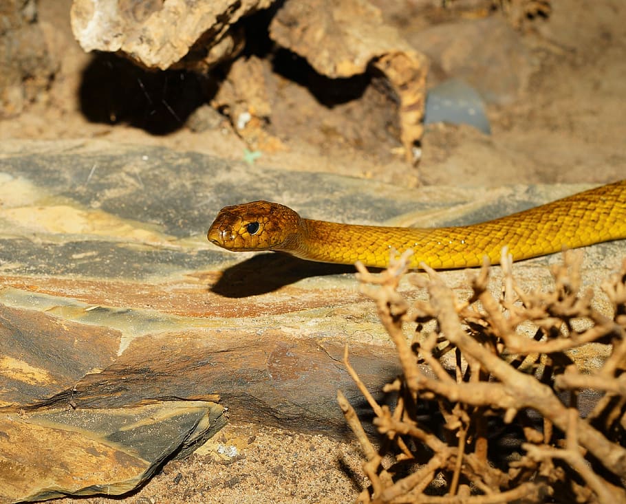 foto de primer plano, marrón, piedra, serpiente, Taipan interior, Australia, Animal, peligroso, amenazante, escala