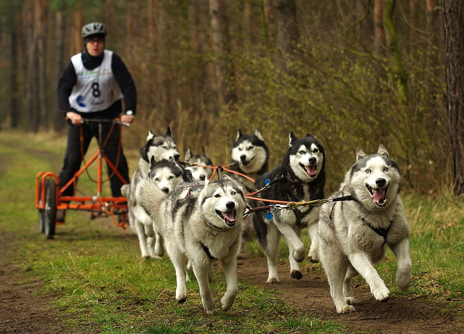 pack, siberian, husky, pulling, bike trailer, man, riding, daytime, sled dogs, adamczak