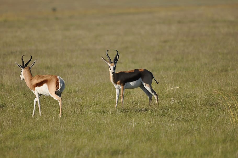 antelope, mammal, wildlife, animal, gazelle, grass, safari, grassland, game, field
