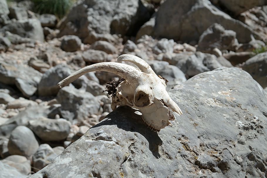 white, goat skull, gray, rock, stones, skull, skeleton, dead, death, skull bone