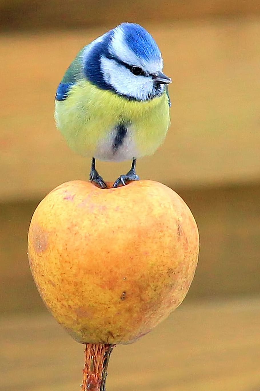 azul, amarelo, pássaro, tit, tit azul, maçã, em pé, pássaro canoro, fotografia da vida selvagem, pássaro pequeno