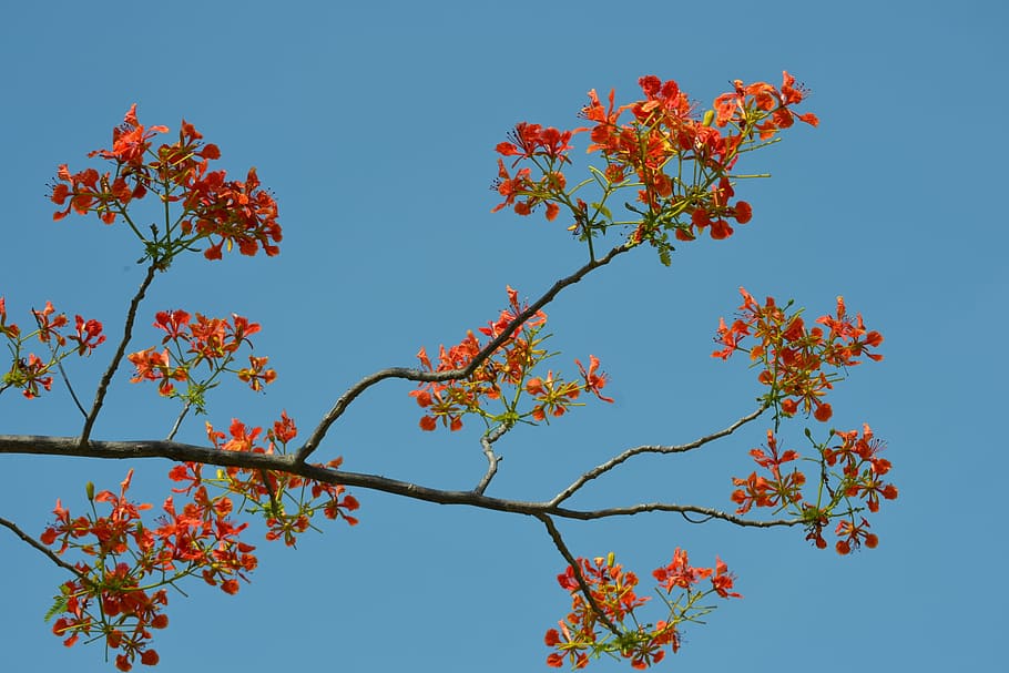 花 植物 赤 赤い花 空 青い空 人生 自然 庭 木 Pxfuel
