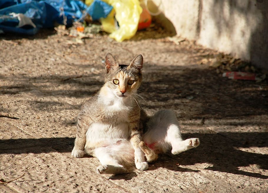 sitting, a normal cat, cat, tomcat, domestic cat, homeless, fur, male, mammal, domestic