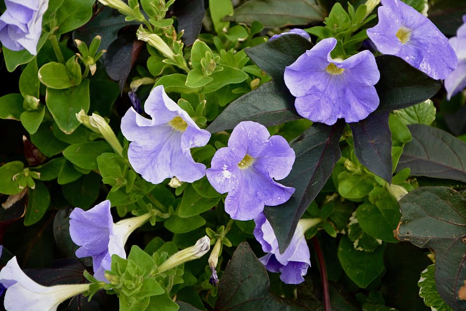 flower, purple flowers, nature, violet, plant, petals, jardiniere, green, flowering, flowering plant