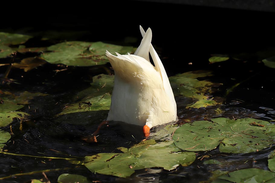 duck, mallard, water bird, upside down, rump, white, duck bird, swim, pond, feather