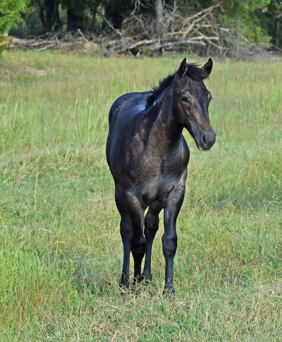 kuda, anak kuda, menyapih, raungan biru, padang rumput, muda, kuda jantan muda, rumput, koboi, anak kuda betina