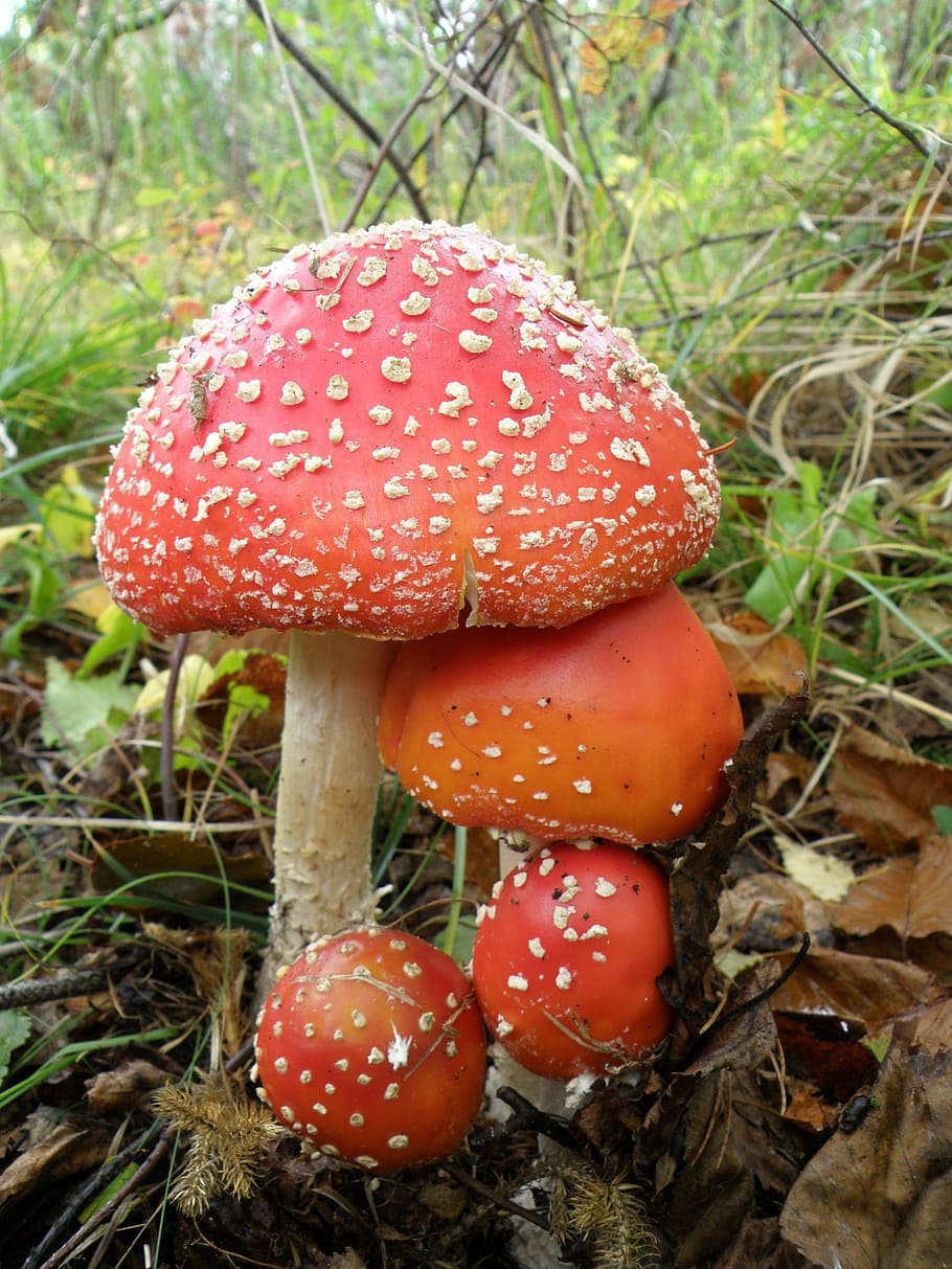 red mushroom, amanita, mushrooms, family, poisonous mushrooms, mycelium, birch forest, nature, autumn, grebes