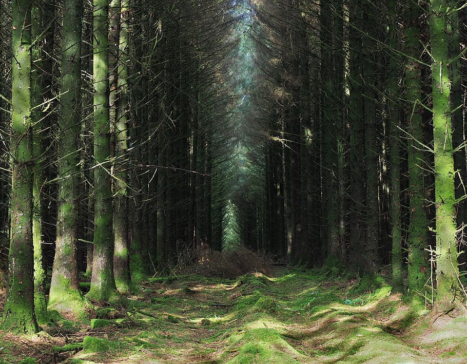 forest, wood, glade, avenue, conifer, plantation, mystery, gloom, sinister, spooky