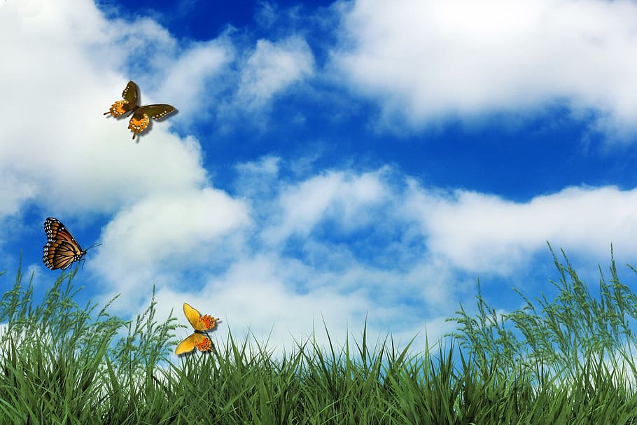 three, monarch butterflies, fluttering, green, grass field, rush, butterflies, clouds, sky, garden