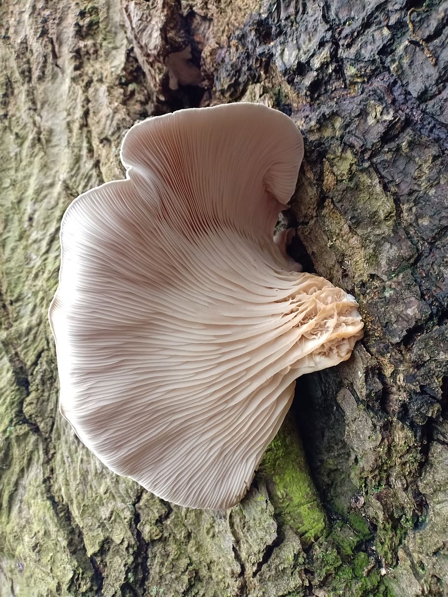 oyster mushroom, pleurotus ostreatus, mushroom, tree trunk, fungus, textured, close-up, trunk, rock, beauty in nature