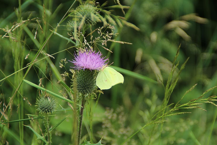 butterfly, gonepteryx rhamni, animal, insect, nature, yellow, summer, thistle, blossom, bloom