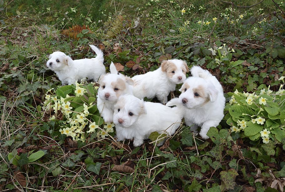 cães, filhotes, branco, animal, pequeno, pêlo branco, animais, algodão tulear, fofa, doméstico