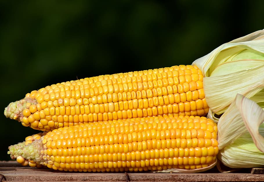 shallow, focus photography, corns, corn, corn on the cob, food, vegetables, cereals, autumn, eat