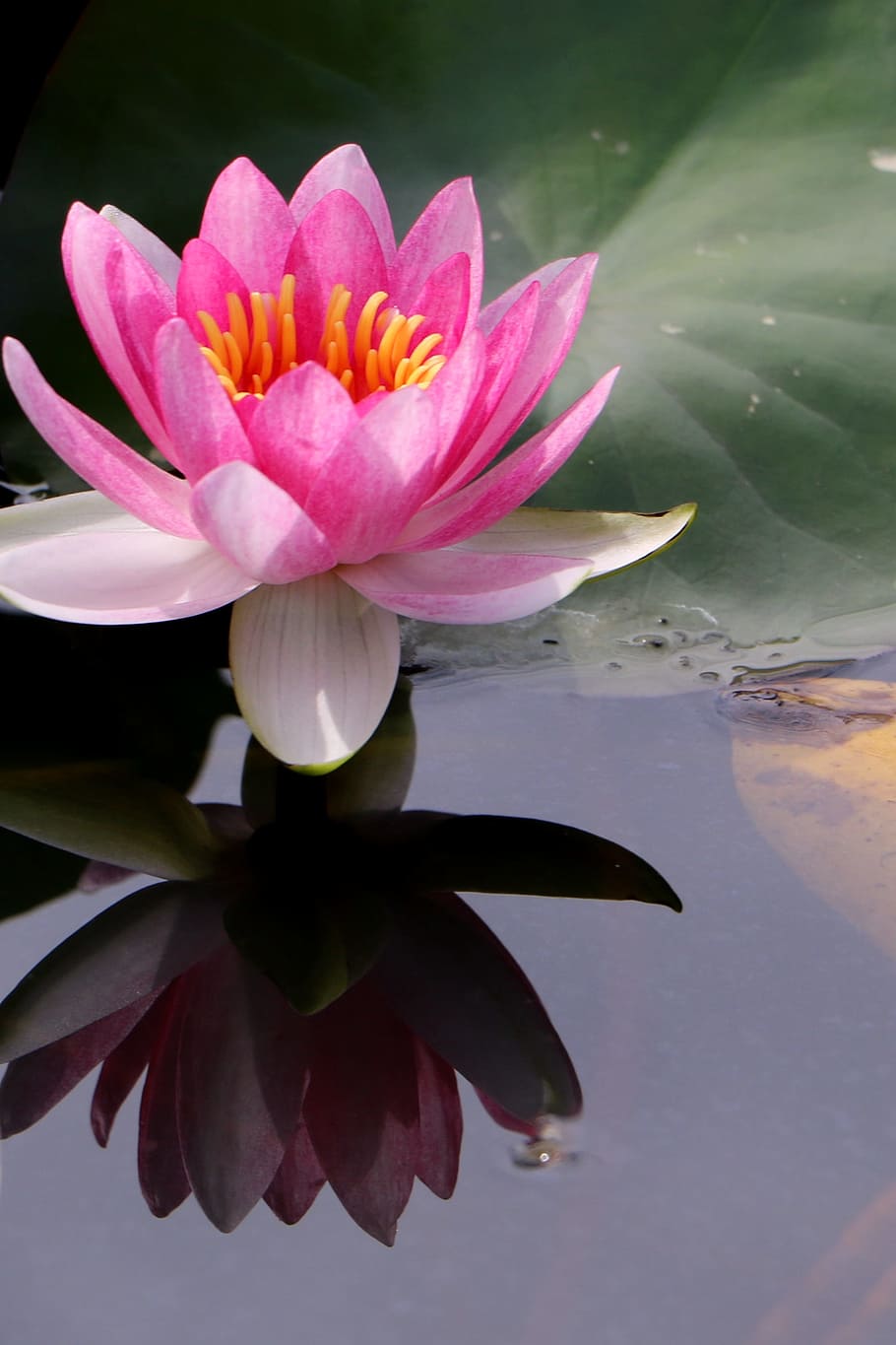 China, Flower, Lotus, Flowering Plant, Plant, Beauty In Nature, Water 