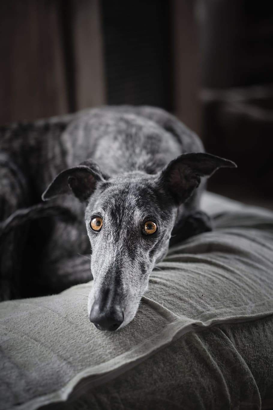 selective, focus photography, greyhound, dog, black and white, s w, eyes, yellow, bokeh, intensive