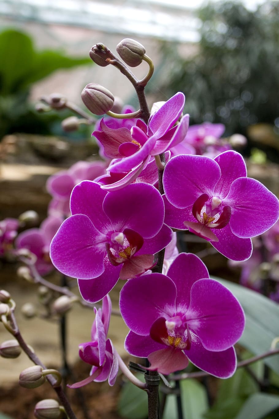 Orchids, Flowers, Blossom, Bloom, Purple, plant, purple flower, nature, flower, petal
