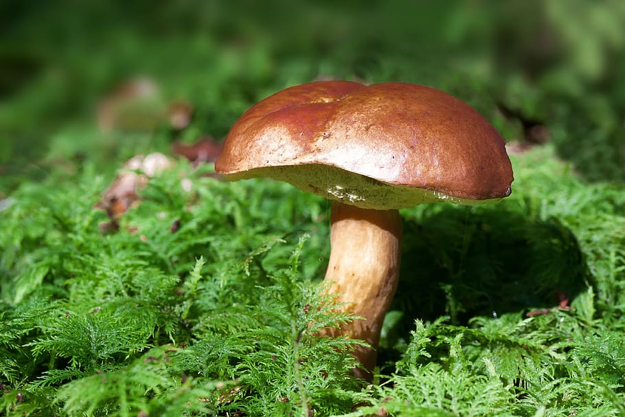 gathering, mushroom, rac, boletus badius, blue mushroom, brown cap, dick placidus relative, brown, moss, green