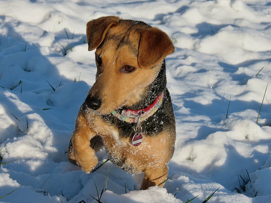 dog, snow, paw, winter, snow dog, animal, expectant attitude, play, hybrid, mixed breed dog