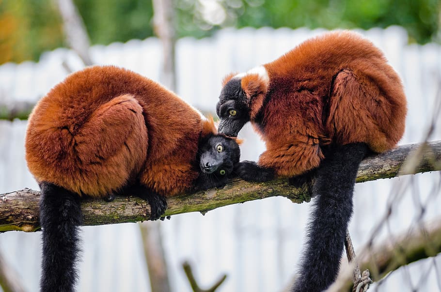Red Ruffed Lemur, two red-and-black lemurs, animal themes, animal, animal wildlife, mammal, animals in the wild, vertebrate, primate, branch
