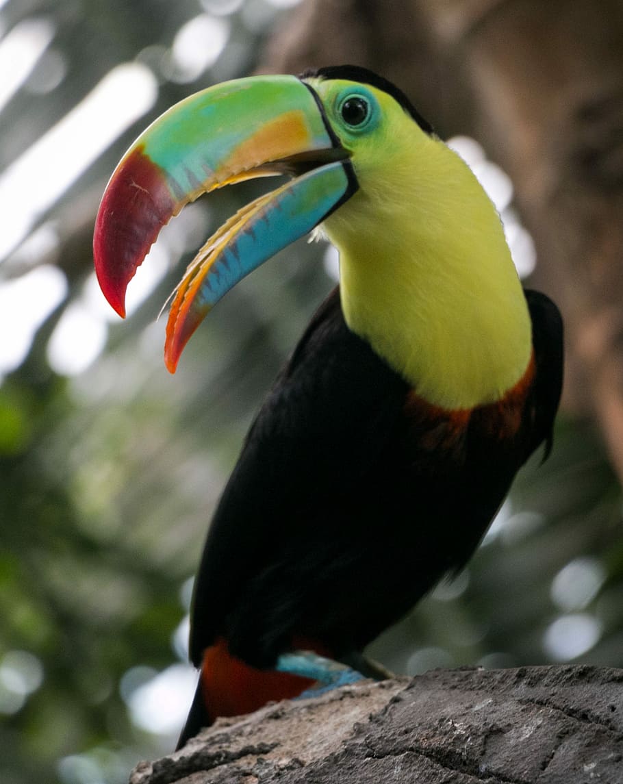 black, yellow, toucan, bird, tropical, beak, colorful, exotic, bright, jungle